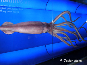 giant squid