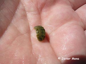 polyplacopora on the hand