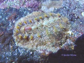 polyplacopora species