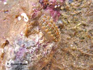polyplacopora species