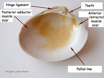 anatomy of bivalve shell