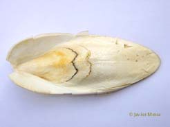 cuttlefish pen