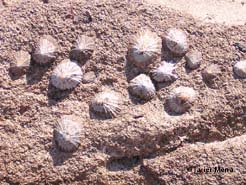 limpets