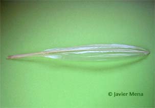 squid pen